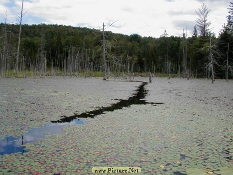 Adamant Pond - Adamant, Vermont