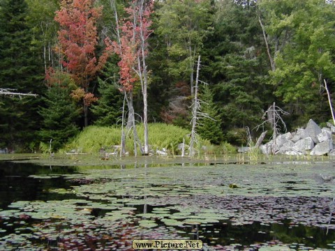 Adamant Pond - Adamant, Vermont