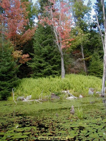 Adamant Pond - Adamant, Vermont