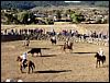 La Luz Rodeo
La Luz, Michoacan, Mexico
January, 2004