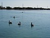 on Conch Key, Florida