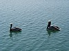 on Conch Key, Florida