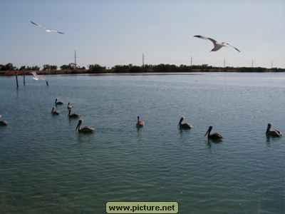 on Conch Key, Florida