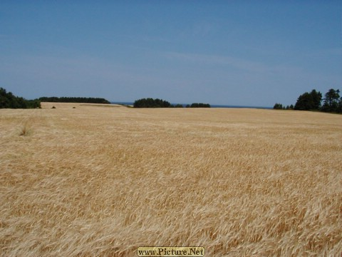 A North Shore Field, PEI