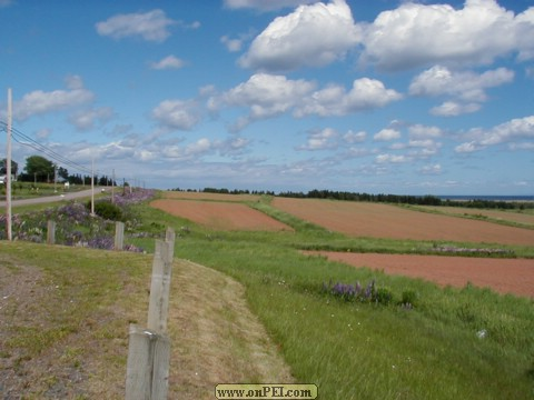 Fields above Basin Head