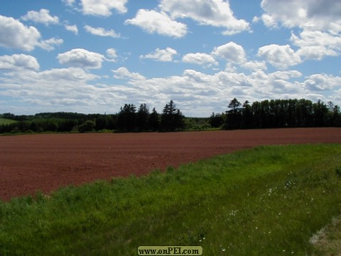 Fields above Basin Head