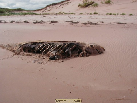 Pilot Whale Washed up August 2000