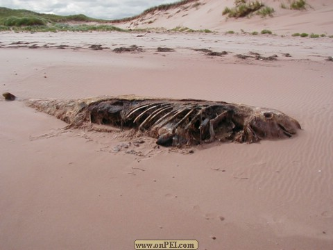 Pilot Whale Washed up August 2000