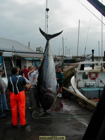 Blue-fin Tuna 